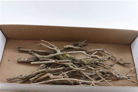 Seringenhout 30cm P/tk
