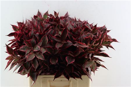 Weigelia Rood Opgetrokken