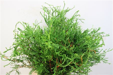 Conifeer Zak Colralliformis