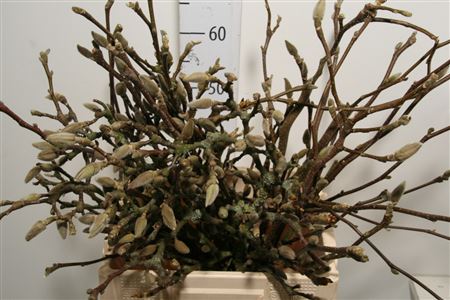 Magnolia Per Bos Extra