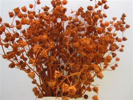 Abutilo A Oranje L80