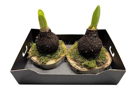 Hipp Wax Op Plateau