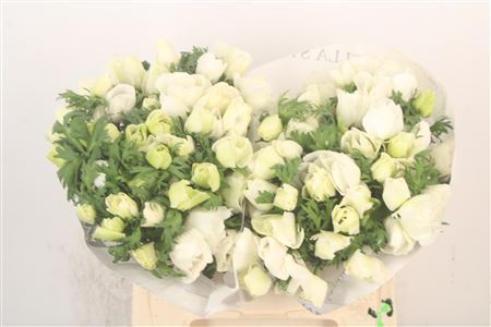 Anem Co Mistral White