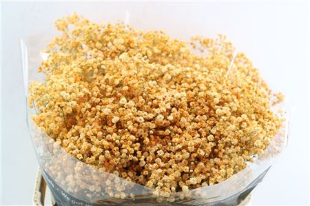 Gyps Grof Apricot (dip)