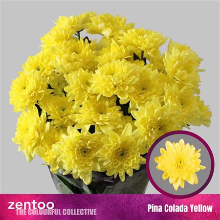 Chr T Pina Co Yellow