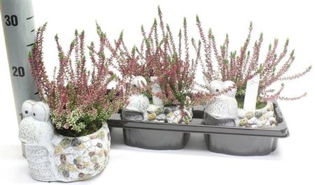 Arr Keramiek Calluna