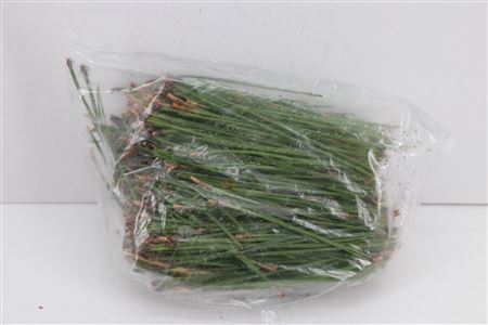 Dennen Needles Green P Bag