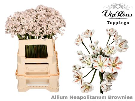 Allium Neapolitanum Brownies L55cm