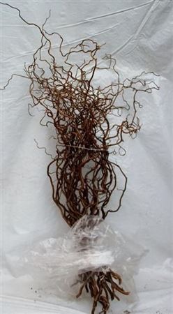 Corylus Av Contorta