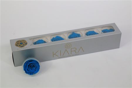 Rosa Preserved Aquamarine