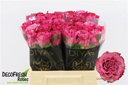 R Gr Country Blues X 40