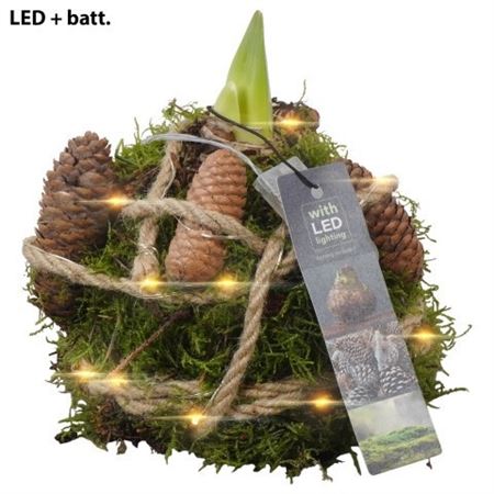 Hipp Mos + Led + Pine