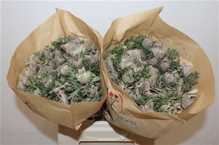 Anem Marianne Powder Brown