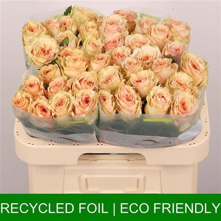 R Gr Desert Rose X 50