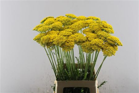 Achil F Park Variety