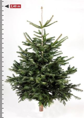 Abies Nordmanniana