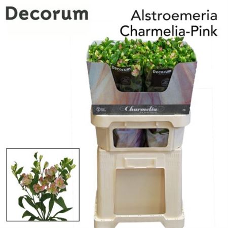 Alst Fl Charmelia Pink