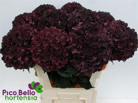 Hydr Cl Mag Ruby Choco