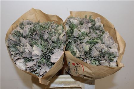 Anem Marianne Powder Brown