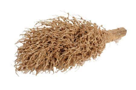 Branch Torch Olympia L40/50 D10/15