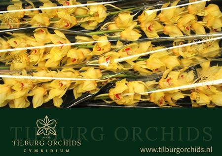 Cymb T Golden Fleece