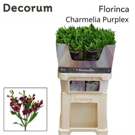 Alst Fl Charme Purplex