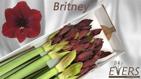 Hipp Ga Britney