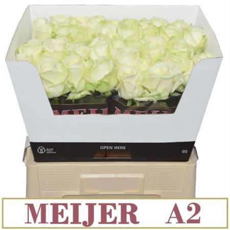 R Gr Avalanche Meijer A 2 X 40