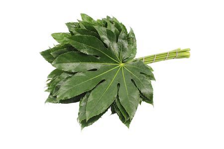 Aralia Costa Rica 35cm