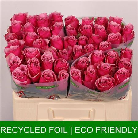 R Gr Majestic Athena