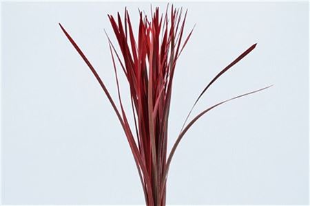 Liriope Muscari Red Per Bunch (5st)