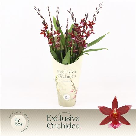 Burra Barrocco Red 7+ Tak