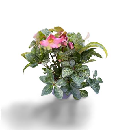 Hell Pink Princess 20+