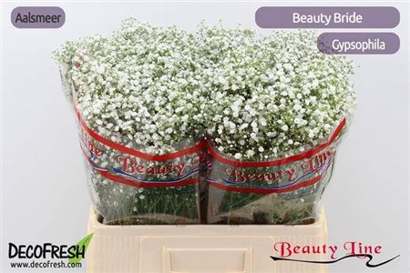 Gyps Pa Beauty Bride