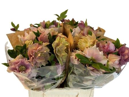 Hell Or Queens Db Pi