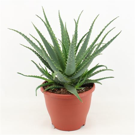 Aloe Arborescens