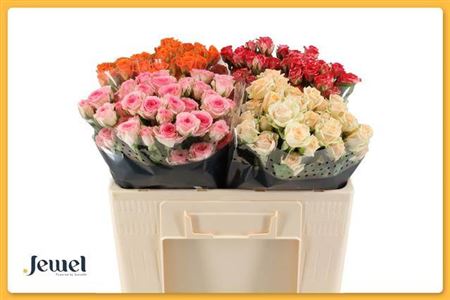 R Tr Gem In Fust X40