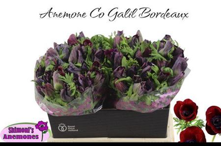 Anem Co Galil Bordea