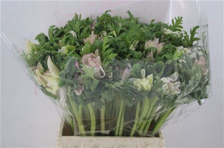 Anem Mistral Edged Pink