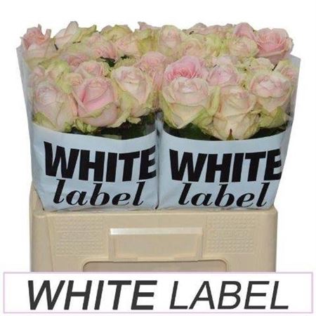 R Gr Sweet Avalanch Meijer A 2 X 50