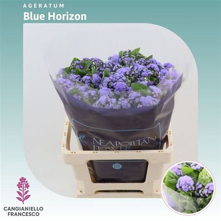 Ager H Blue Horizon