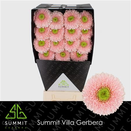 Ge Gb Himalia Diamond