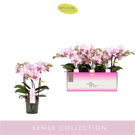 Phal Mymonro Make-up 3 Spike