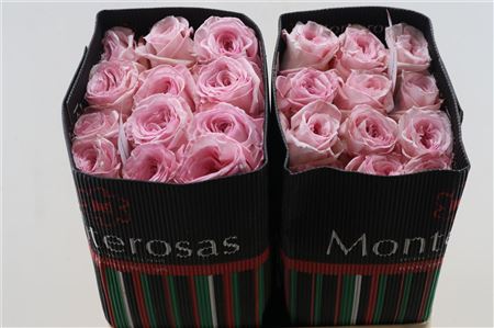 R Gr Pink Ohara