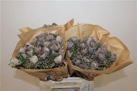 Anem Marianne Powder Brown