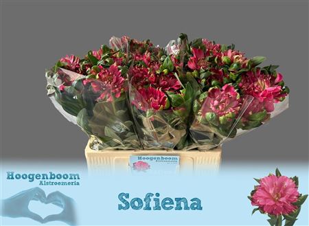 Alst Fash Sofiena Kort