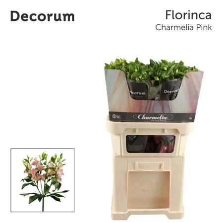 Alst Fl Charmelia