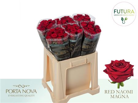 R Gr Red Naomi P Nova Futura 60