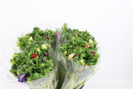 Anem Co Jerusal Mixed