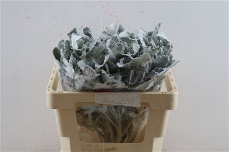 Senecio Cineraria Lavender